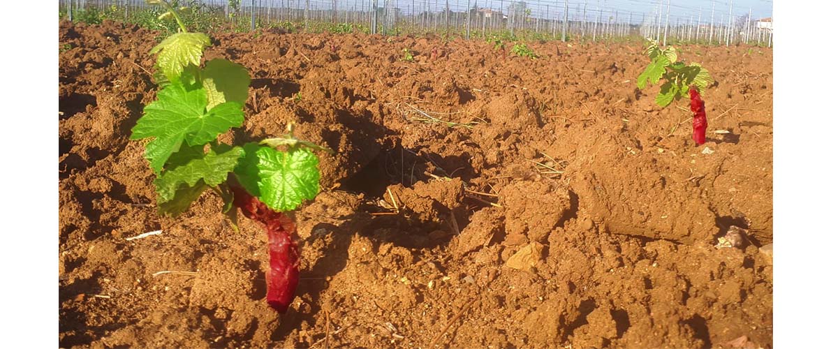 A New Vineyard at Podere Conca