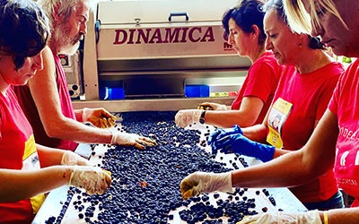 Bolgheri wine 2020: destemming at sorting table