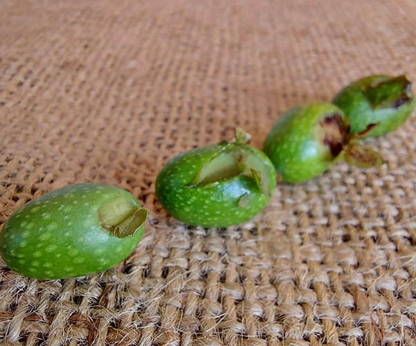 Olive con danno da mosca dell'ulivo