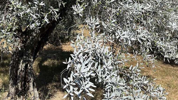 Kaolin: The Organic Treatment for Olive Trees and Vines