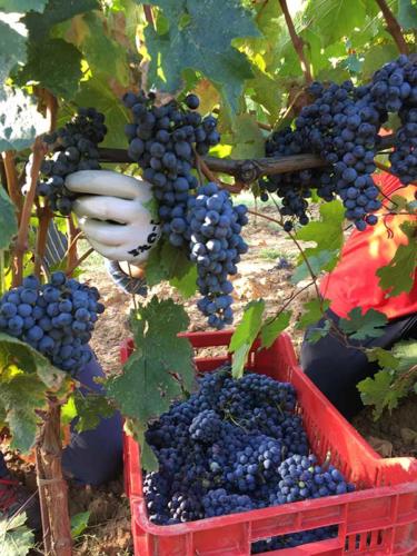 Raccolta grappoli di uva viola scuro per vendemmia
